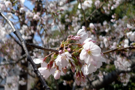 桜咲いてます