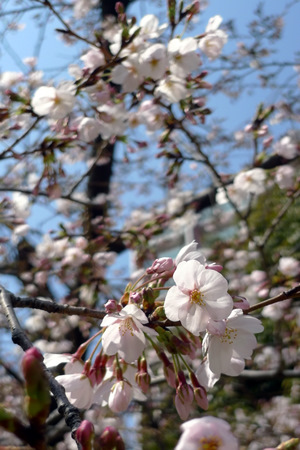 桜咲いてます