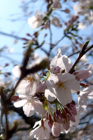 桜咲いてます