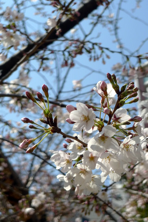 桜咲いてます