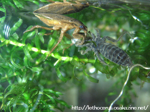 タガメブログ 水生昆虫の食欲は旺盛