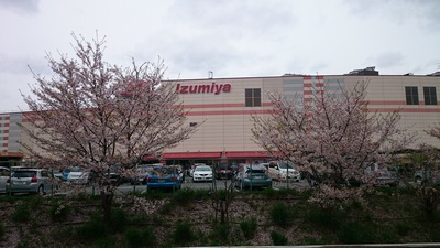 市場池公園　桜