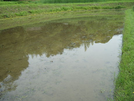 いよいよ田植え