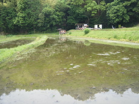 いよいよ田植え