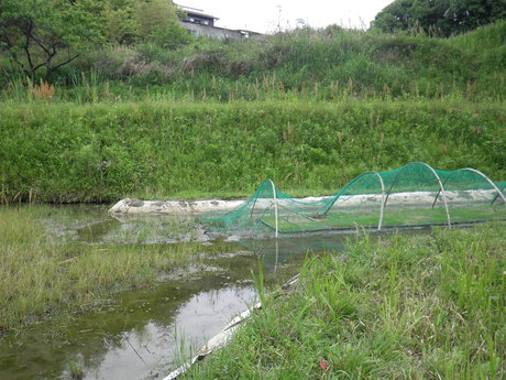 あちゃー、やられてもうた