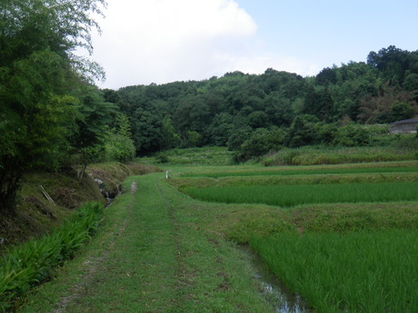 田植えのあとは、草取り