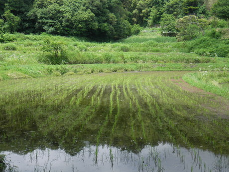 田植えのあとは・・・