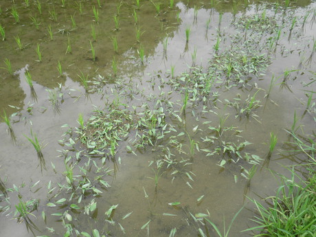 田植えのあとは・・・