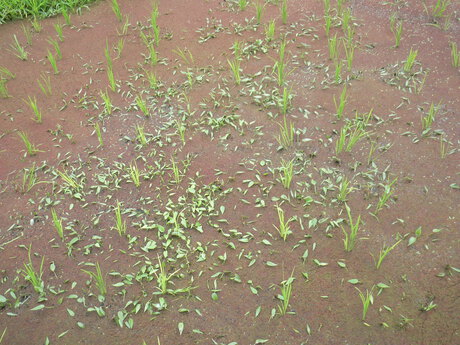 田植えのあとは・・・