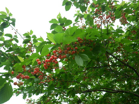 実がなり、芽がでて・・・