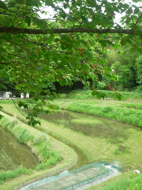 実がなり、芽がでて・・・