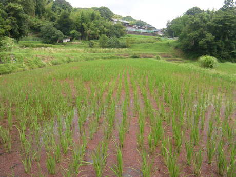 夏が、きた。