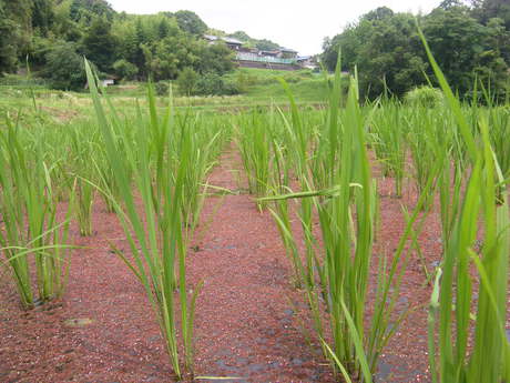 夏が、きた。