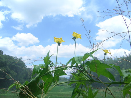 夏が、きた。