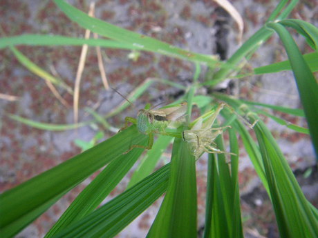 夏が、きた。