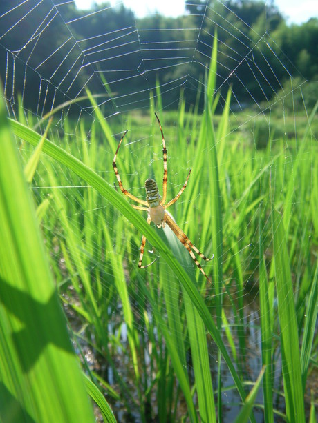 夏が、きた。