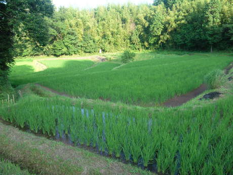 夏が、きた。