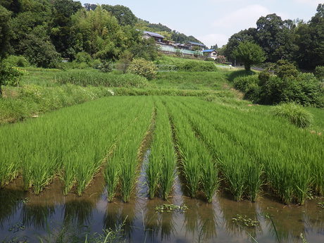 梅雨を抜けて