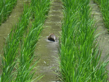 生き物、おおい、田んぼを目指しているけど