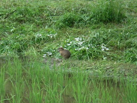 生き物、おおい、田んぼを目指しているけど