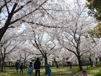 高槻の桜