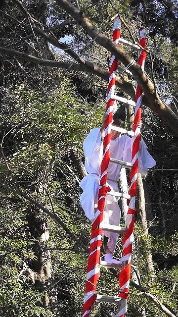 大嘗祭に向けて最初の儀式、亀卜に使う波波迦採木式を参観