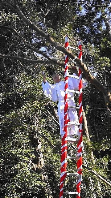 大嘗祭に向けて最初の儀式、亀卜に使う波波迦採木式を参観