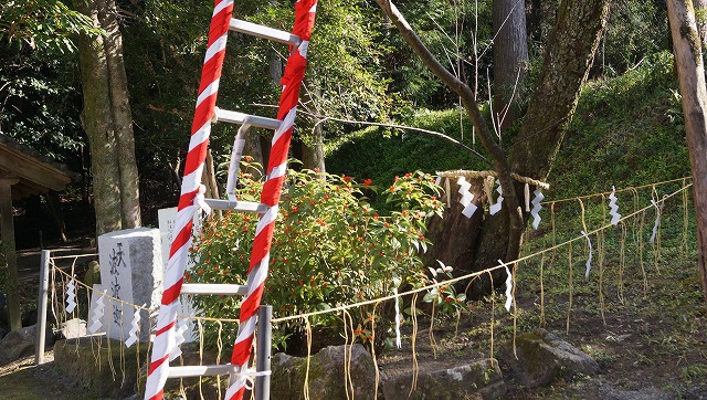 大嘗祭に向けて最初の儀式、亀卜に使う波波迦採木式を参観