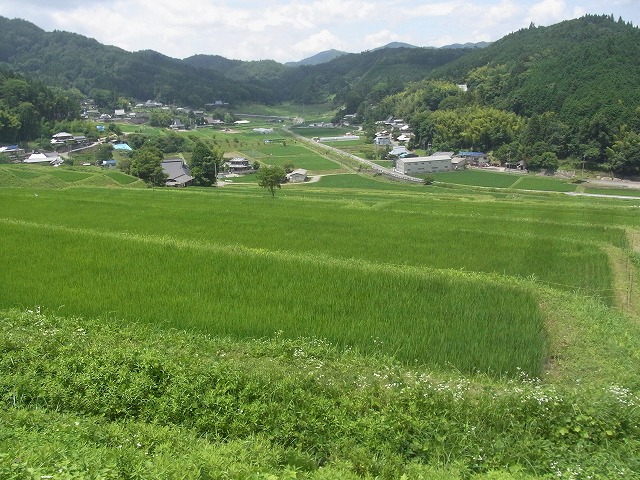 むかごの高槻 能勢長谷の棚田