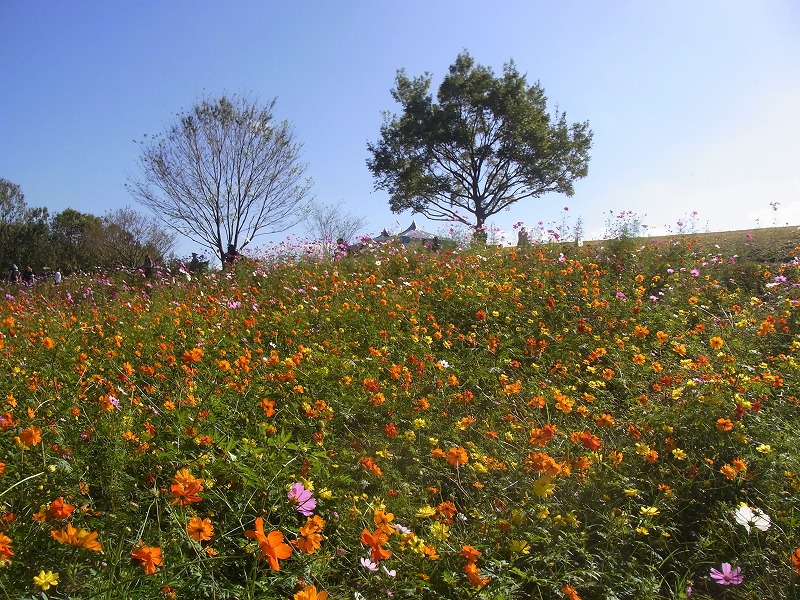 むかごの高槻 万博公園コスモスフェスタ