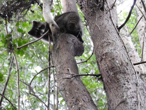 むろいけ園地の見どころブログ 木登りアライグマ