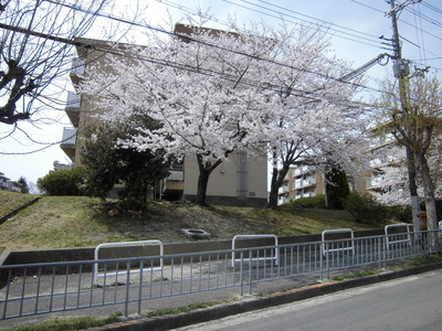 配達中の車窓からの桜