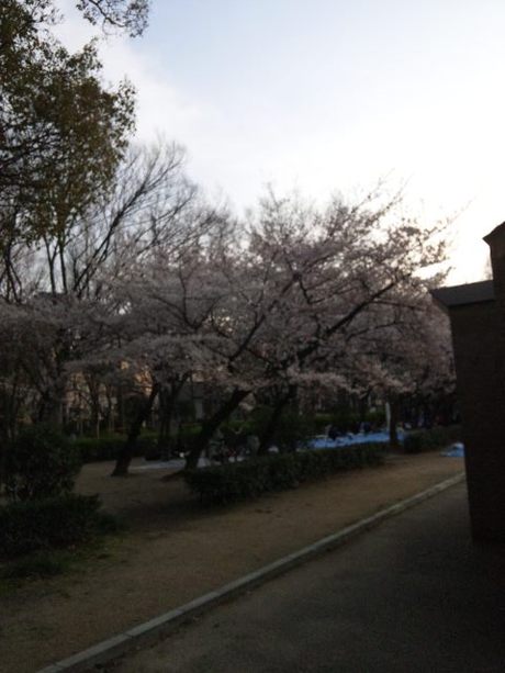 お花見会場の配達先で桜をパシャ？［靱公園］