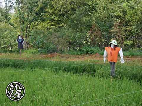 梅田の田２００９ 最終章？ ぼくらの稲
