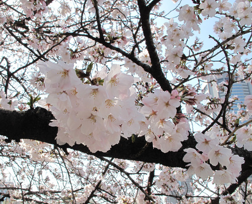 ほぼ満開で、桜日和です！