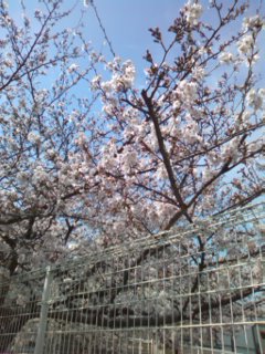 庄内西町桜スポット