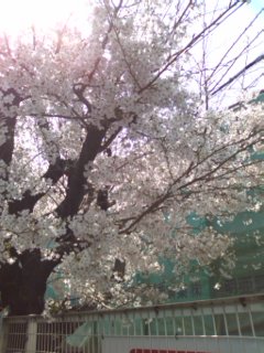 庄内西町桜スポット