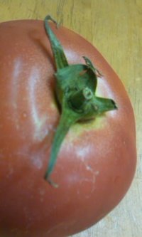 有機野菜の商談成立