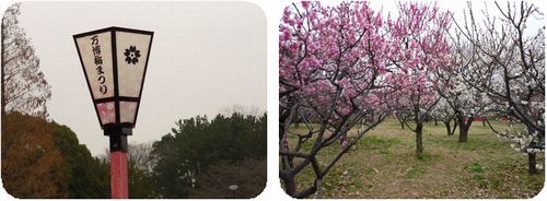 桜より存在感薄いけど春先には私も咲いてるのよ。