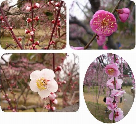 桜より存在感薄いけど春先には私も咲いてるのよ。