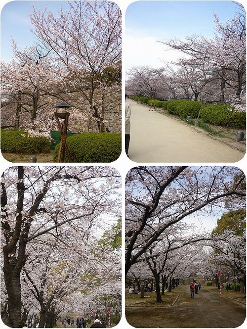 大阪城公園桜。