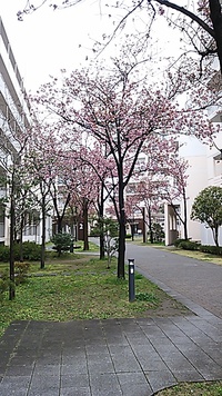 大阪市内へちょっと花見でも