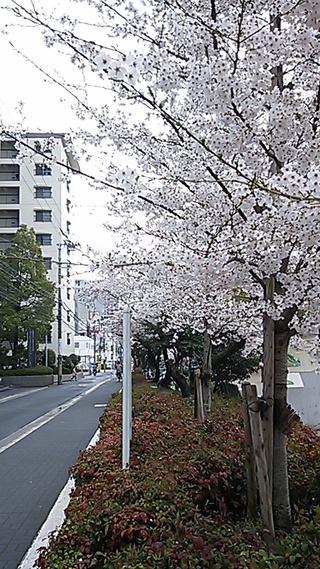 江坂公園の桜