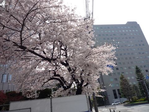 旧カトリック北野教会の桜