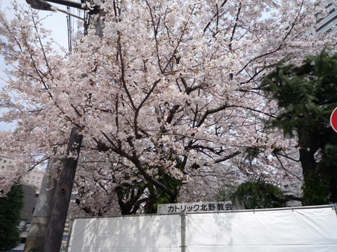 旧カトリック北野教会の桜