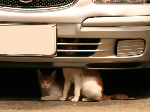 中津の猫