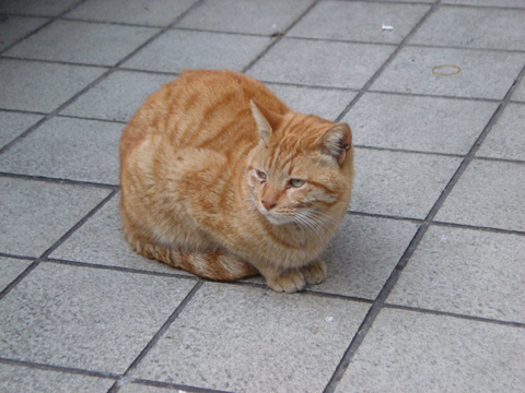 中津の猫26
