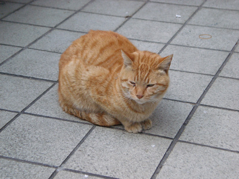 中津の猫26