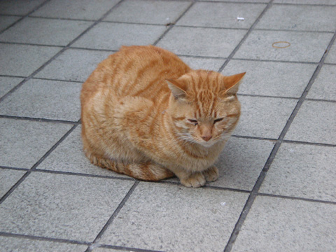 中津の猫26