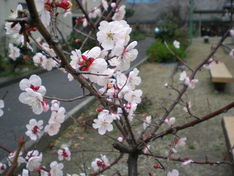 一番はやい桜